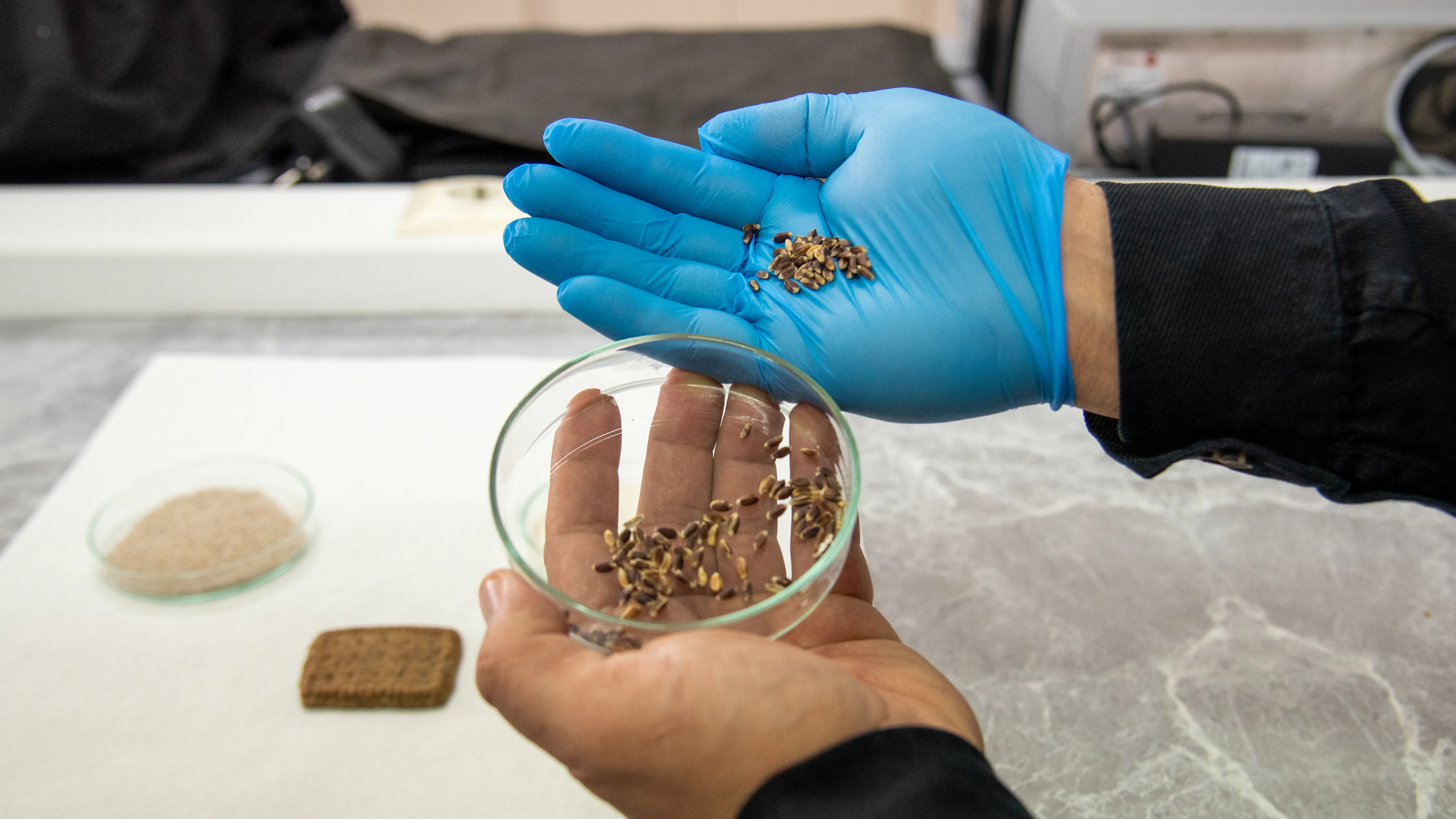 Alzheimer, diyabet ve kansere karşı renkli buğdaylardan bisküvi üretildi